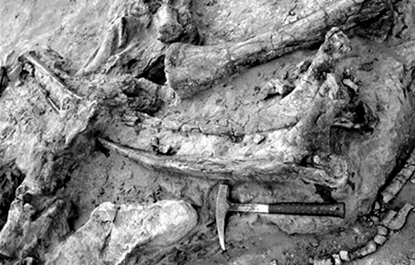 呼伦贝尔市发现两处热河生物群重要化石产地